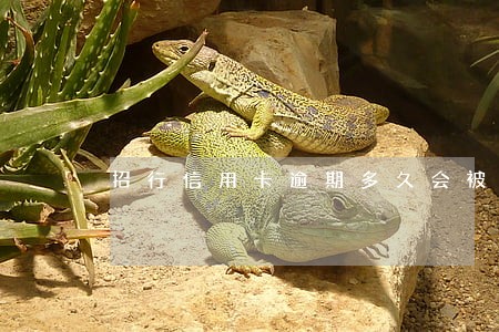 招行信用卡逾期多久会被强制扣款