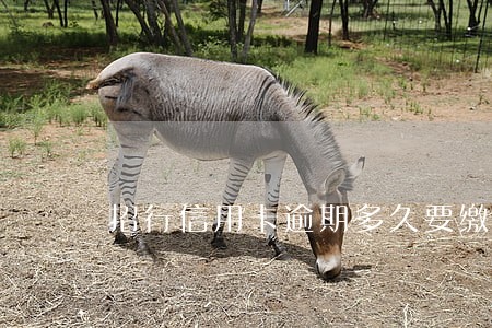 招行信用卡逾期多久要缴纳滞纳金 招行信用卡逾期多久要缴纳滞纳金
