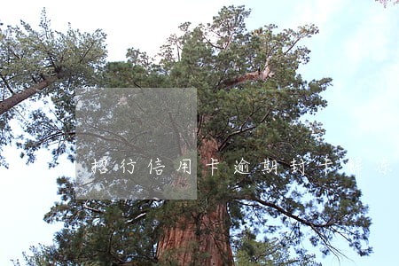 招行信用卡逾期封卡解冻