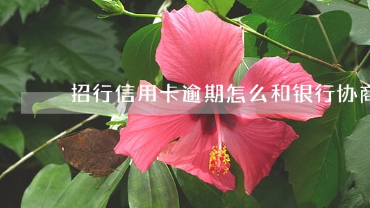招行信用卡逾期怎么和银行协商 招行信用卡逾期怎么和银行协商