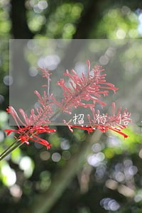 招行信用卡逾期怎么算时间 招行信用卡逾期怎么算时间