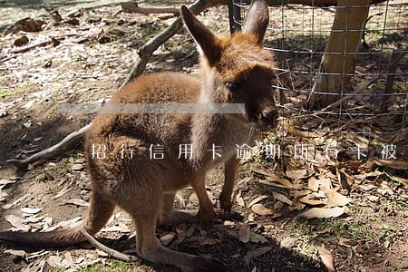 招行信用卡逾期所有卡被冻结 招行信用卡逾期所有卡被冻结