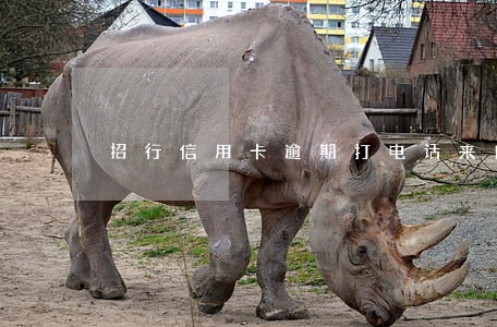 招行信用卡逾期打电话来自首 招行信用卡逾期打电话来自首