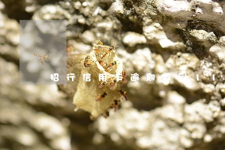 招行信用卡逾期收到110短信