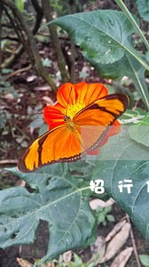 招行信用卡逾期有什么 招行信用卡逾期有什么