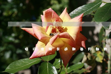 招行信用卡逾期每月都有还款 招行信用卡逾期每月都有还款