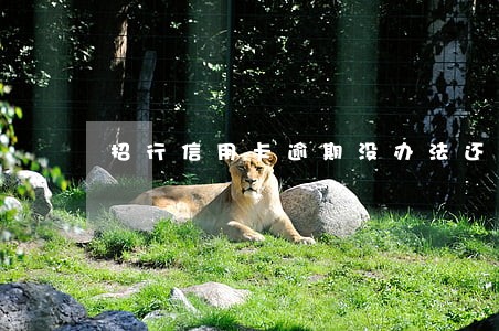 招行信用卡逾期没办法还 招行信用卡逾期没办法还
