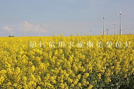 招行信用卡逾期给单位打电话