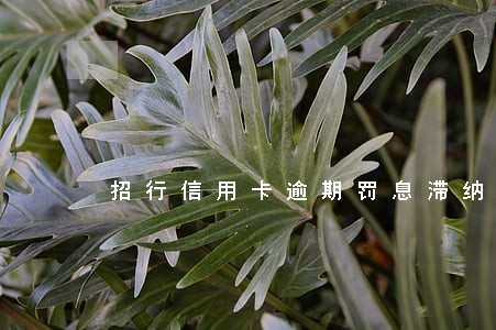 招行信用卡逾期罚息滞纳金 招行信用卡逾期罚息滞纳金