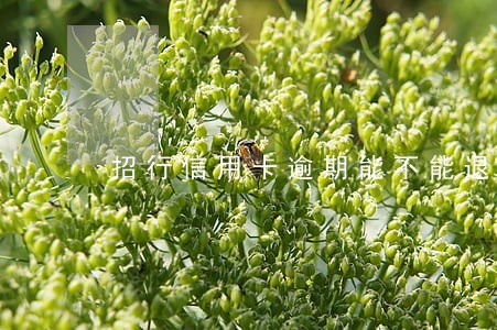 招行信用卡逾期能不能退息 招行信用卡逾期能不能退息