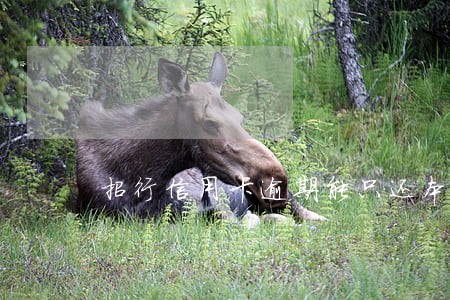 招行信用卡逾期能只还本金么