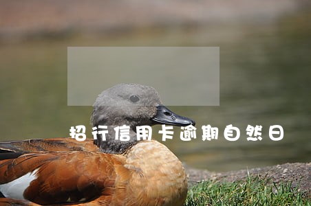 招行信用卡逾期自然日