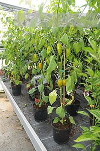 招行信用卡逾期记录消除