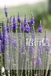 招行信用卡逾期转专人处理 招行信用卡逾期转专人处理