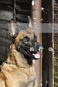招行信用卡逾期还款利息怎么算