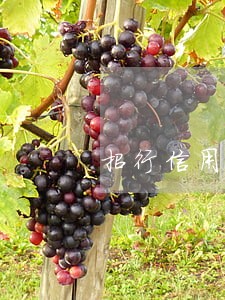 招行信用卡逾期还款最多久