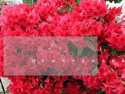 招行信用卡逾期还能提额 招行信用卡逾期还能提额