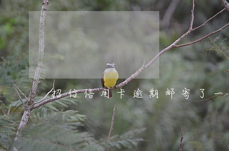 招行信用卡逾期邮寄了一个快递 招行信用卡逾期邮寄了一个快递