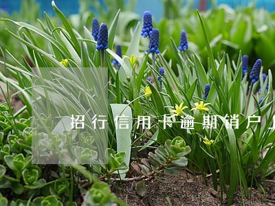 招行信用卡逾期销户上海 招行信用卡逾期销户上海