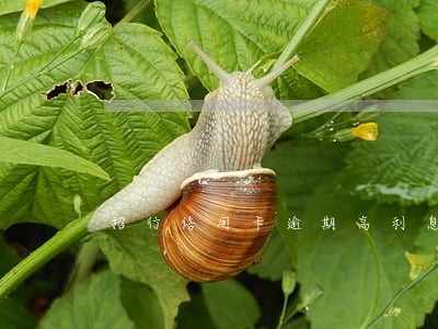 招行信用卡逾期高利息