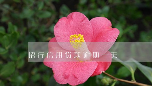招行信用贷款逾期一天 招行信用贷款逾期一天