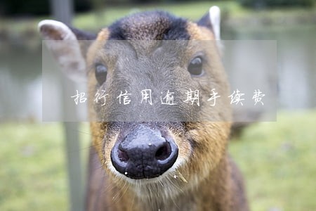 招行信用逾期手续费 招行信用逾期手续费