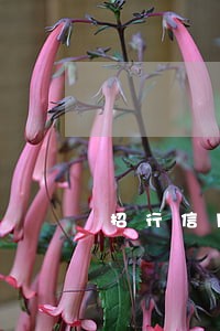招行信用额还款逾期 招行信用额还款逾期