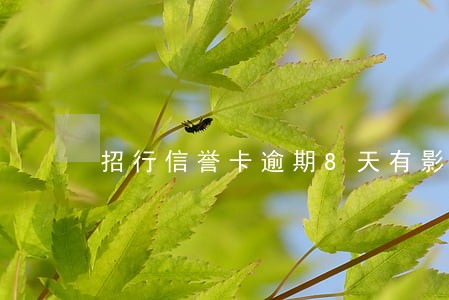 招行信誉卡逾期8天有影响吗 招行信誉卡逾期8天有影响吗