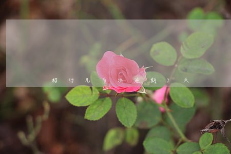 招行几百块逾期2天 招行几百块逾期2天