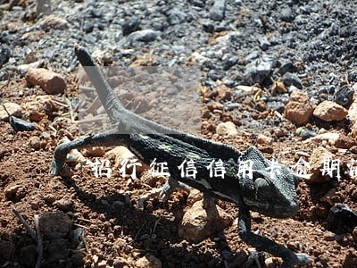 招行征信信用卡逾期记录查询