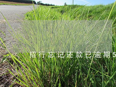 招行忘记还款已逾期5天怎么办 招行忘记还款已逾期5天怎么办