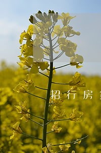 招行房贷信用卡逾期 招行房贷信用卡逾期