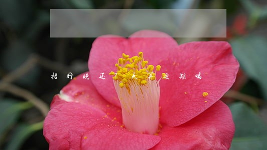 招行晚还7天算逾期吗 招行晚还7天算逾期吗