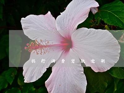 招行消费贷款逾期 招行消费贷款逾期