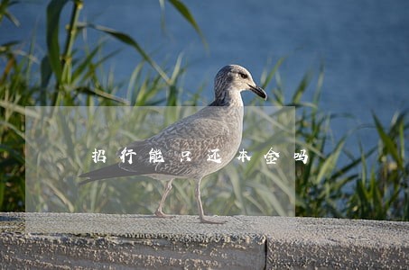 招行能只还本金吗 招行能只还本金吗