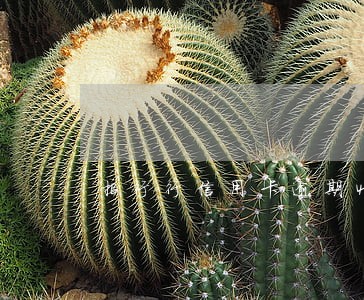 招行行信用卡逾期4天