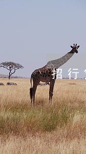 招行贷款利息逾期2天 招行贷款利息逾期2天