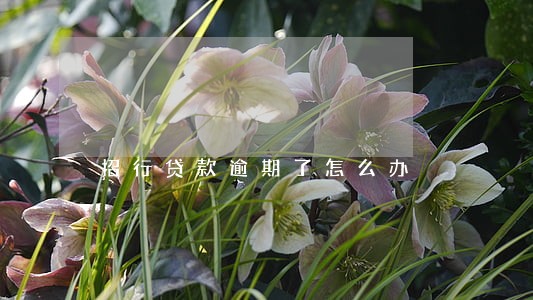 招行贷款逾期了怎么办 招行贷款逾期了怎么办