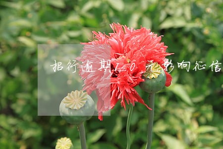 招行逾期10元影响征信 招行逾期10元影响征信