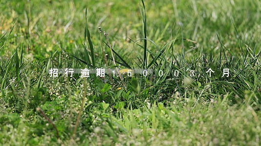 招行逾期150003个月