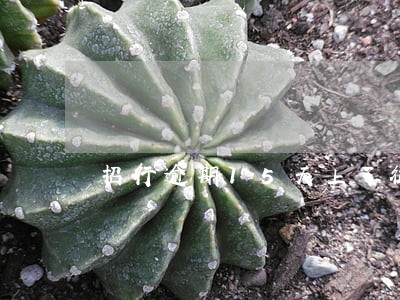 招行逾期15天上了征信怎么办 招行逾期15天上了征信怎么办
