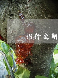 招行逾期2个月了