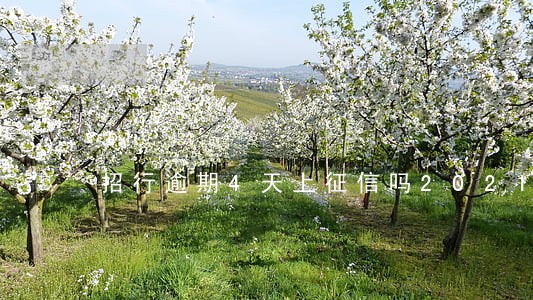 招行逾期4天上征信吗2021年 招行逾期4天上征信吗2021年