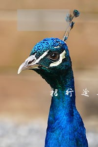 招行逾期4天还款会上征信吗 招行逾期4天还款会上征信吗