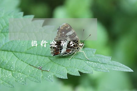 招行逾期5w 招行逾期5w