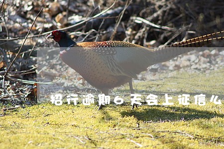 招行逾期6天会上征信么 招行逾期6天会上征信么