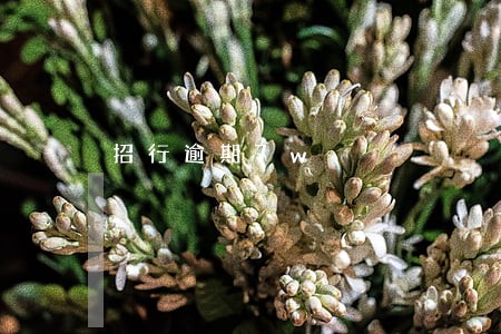 招行逾期7w 招行逾期7w