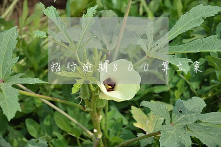 招行逾期800算立案 招行逾期800算立案