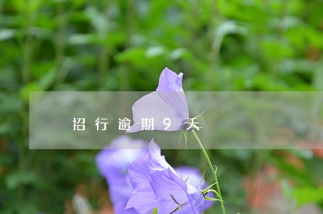 招行逾期9天