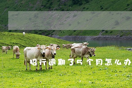 招行逾期了5个月怎么办 招行逾期了5个月怎么办